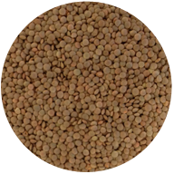 Nugget Lentils