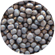 Urad